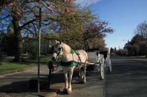 Horse Carriage in Victoria, Vancouver Island